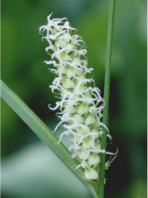 Carex lasiocarpa (Woollyfruit sedge) #43515