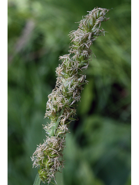 Carex laevivaginata (Smoothsheath sedge) #43516