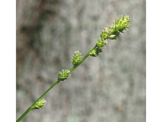 Carex sparganioides (Bur-reed sedge) #43528