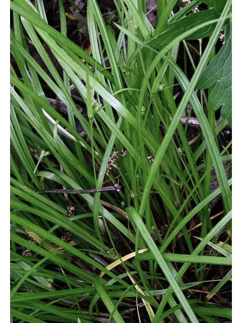 Carex jamesii (James' sedge) #43513