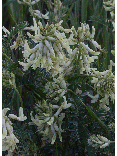Astragalus australis (Indian milkvetch) #43491