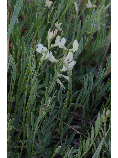 Astragalus alpinus (Alpine milkvetch) #43488