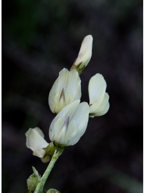 Astragalus alpinus (Alpine milkvetch) #43489