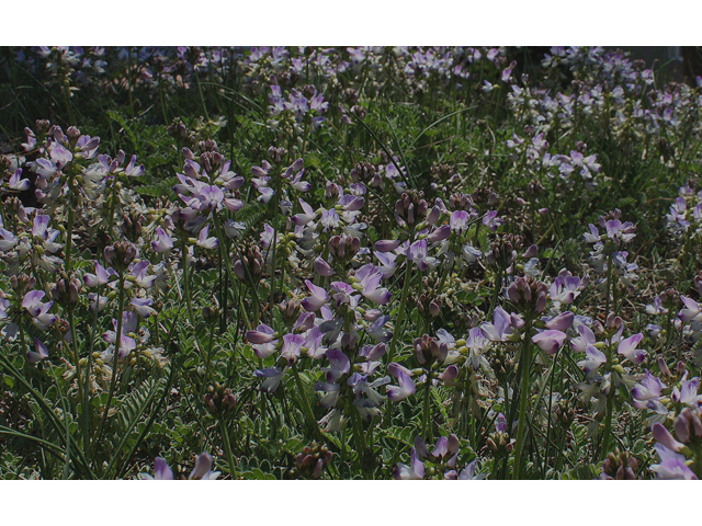 Astragalus nuttallianus (Nuttall's milkvetch) #43494