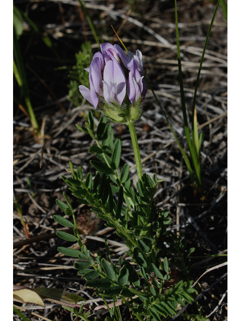 Astragalus agrestis (Purple milkvetch) #43486
