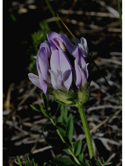 Astragalus agrestis (Purple milkvetch) #43487