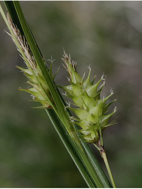 Carex lurida (Shallow sedge) #43520