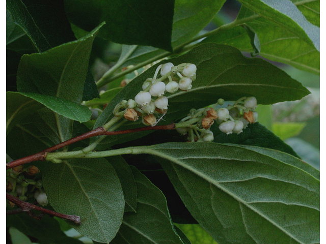 Lyonia ligustrina (Maleberry) #43677