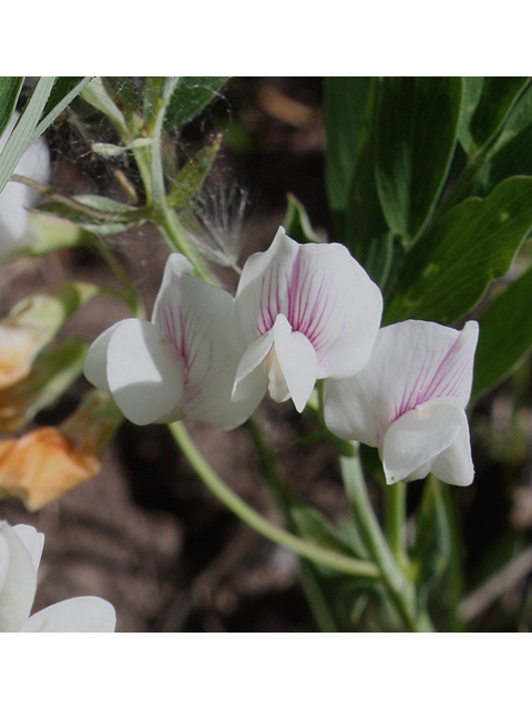 Lathyrus lanszwertii var. leucanthus (Nevada pea) #43637