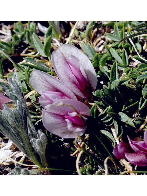 Trifolium nanum (Dwarf clover) #43792