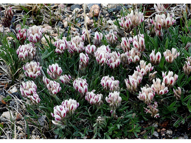 Trifolium dasyphyllum (Alpine clover) #43791