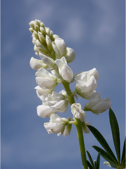 Lupinus sericeus (Silky lupine) #43673