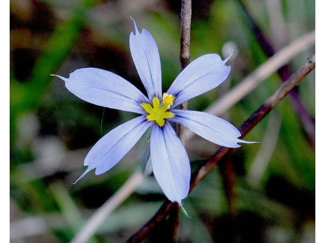 Sisyrinchium atlanticum (Eastern blue-eyed grass) #43763