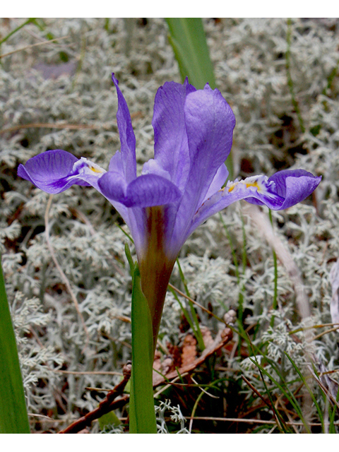 Iris lacustris (Dwarf lake iris) #43624
