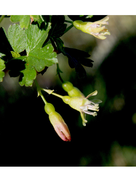 Ribes inerme (Whitestem gooseberry) #43746