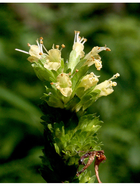 Agastache nepetoides (Yellow giant hyssop) #43484