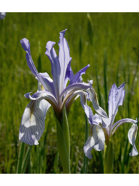 Iris missouriensis (Rocky mountain iris) #43625