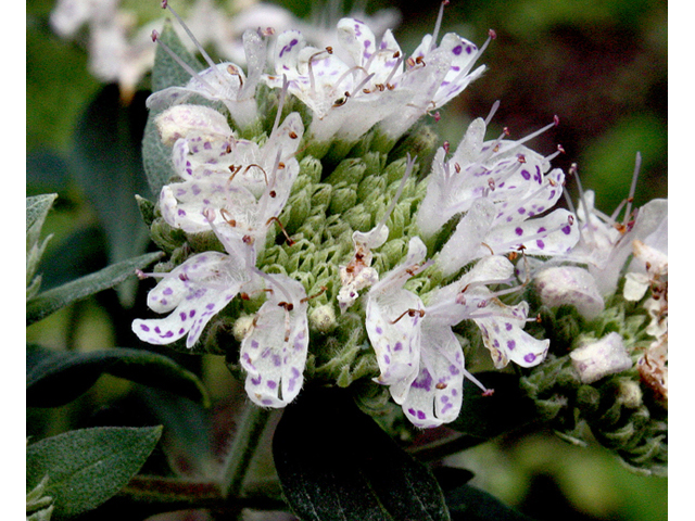 Pycnanthemum verticillatum var. pilosum (Whorled mountainmint) #43735
