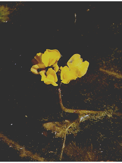 Utricularia floridana (Florida yellow bladderwort) #43795