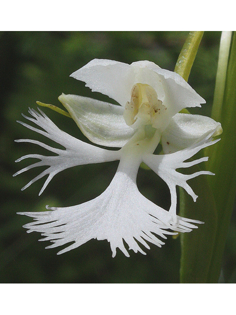 Platanthera blephariglottis (White fringed orchid) #43724