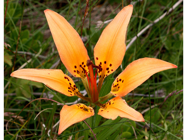 Lilium philadelphicum (Wood lily) #43651