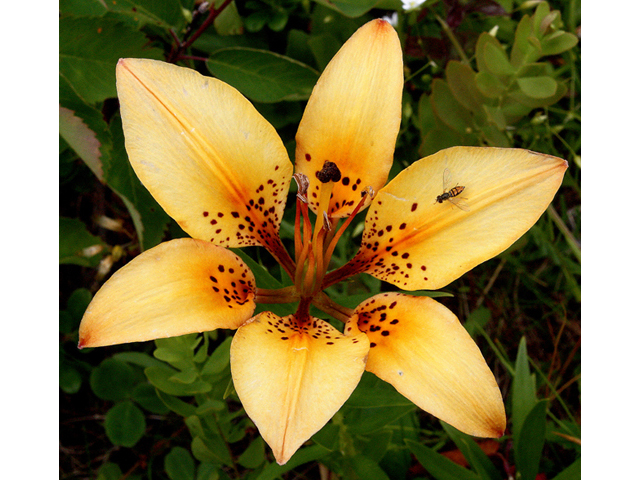 Lilium philadelphicum (Wood lily) #43652