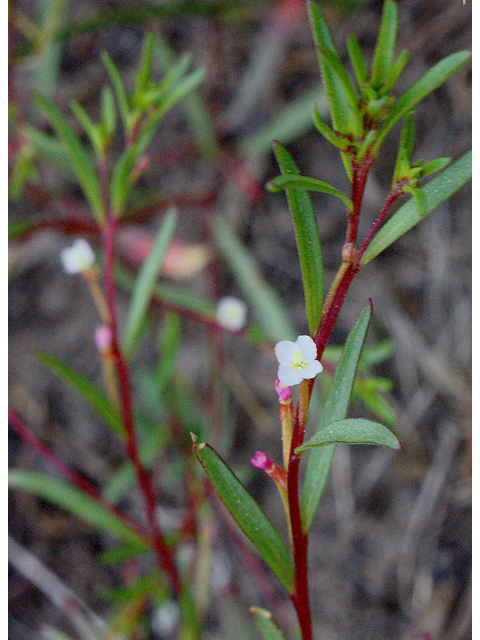 Gayophytum racemosum (Blackfoot groundsmoke) #43597