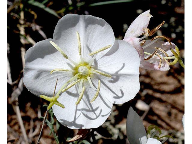 Oenothera coronopifolia (Crownleaf evening-primrose) #43698