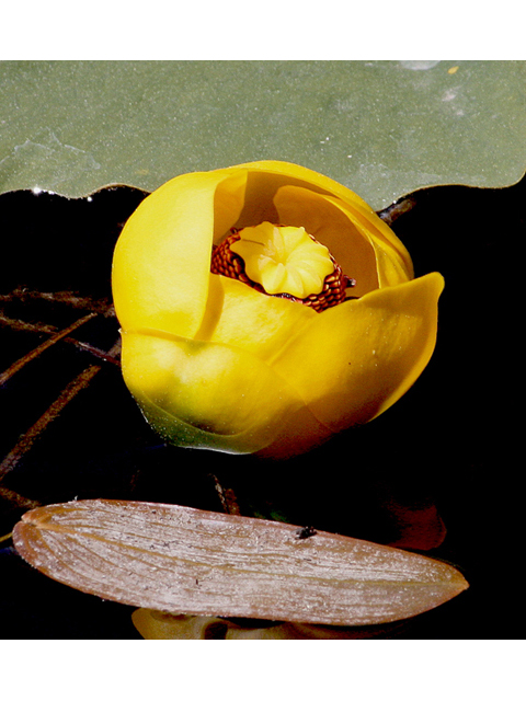Nuphar lutea ssp. polysepala (Rocky mountain pond lily) #43693