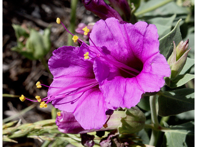 Mirabilis multiflora (Colorado four o'clock) #43684