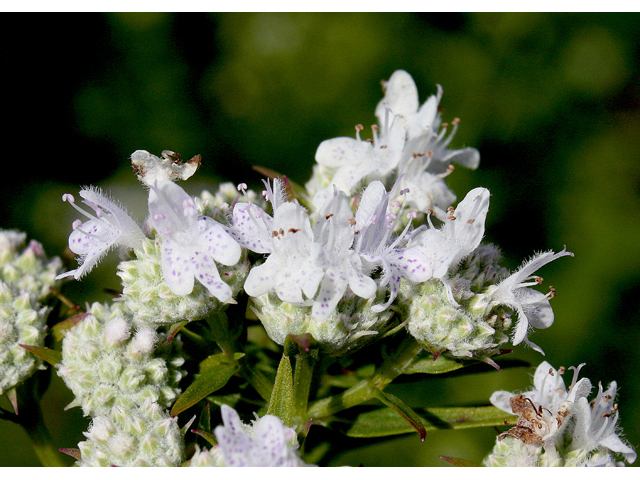 Pycnanthemum tenuifolium (Narrowleaf mountain mint) #43734