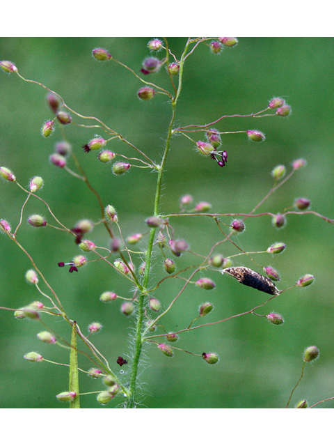 Dichanthelium acuminatum var. fasciculatum (Western panicgrass) #43907
