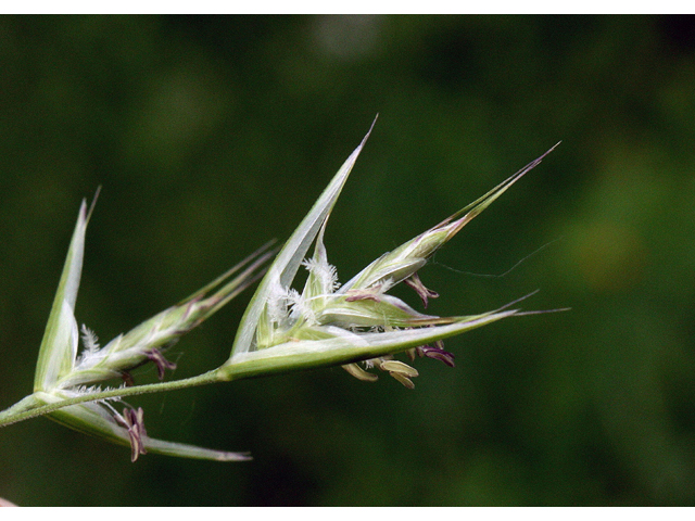 Danthonia compressa (Flattened oatgrass) #43909