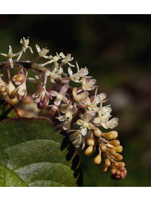 Rivina humilis (Pigeonberry) #43912