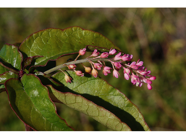 Rivina humilis (Pigeonberry) #43913