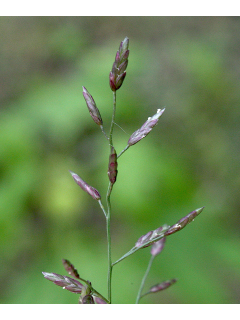 Eragrostis pectinacea (Tufted lovegrass) #43914
