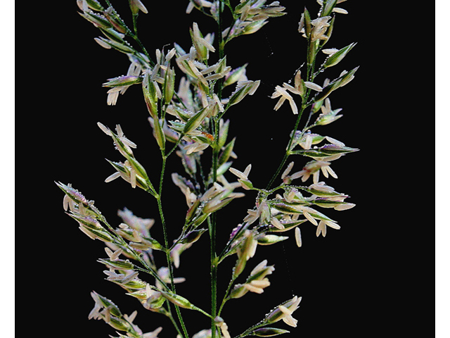 Calamagrostis canadensis (Bluejoint) #43915