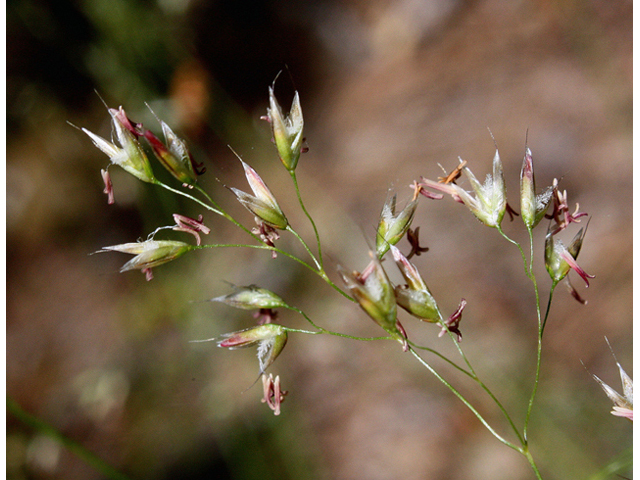 Deschampsia flexuosa var. flexuosa (Wavy hairgrass) #43918