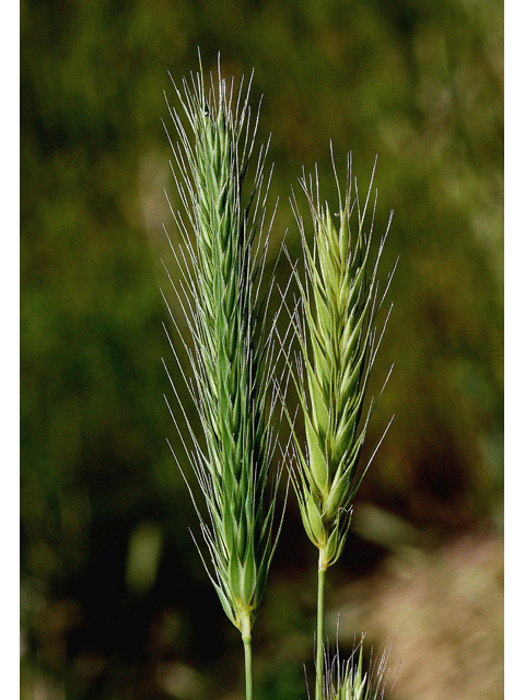 Hordeum pusillum (Little barley) #43927