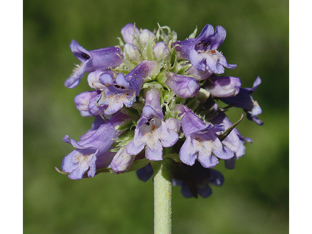 Penstemon procerus (Littleflower penstemon) #43938