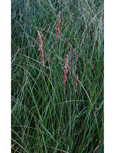 Calamagrostis stricta (Slimstem reedgrass) #43944
