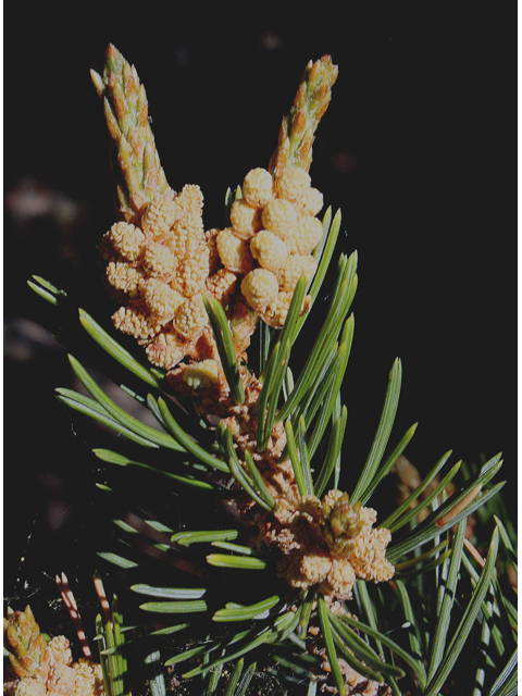 Pinus edulis (Colorado pinyon pine) #43949