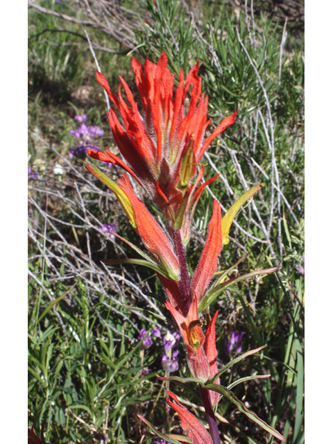 Castilleja linariifolia (Wyoming indian paintbrush) #43950