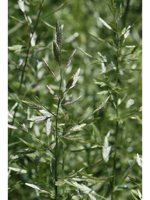 Eragrostis hypnoides (Teal lovegrass ) #43953