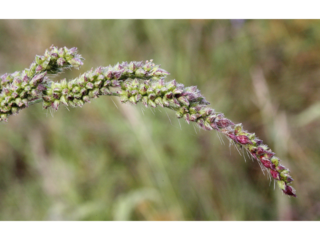 Echinochloa muricata (American barnyard grass) #43963