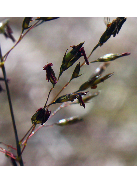 Sporobolus heterolepis (Prairie dropseed) #43971