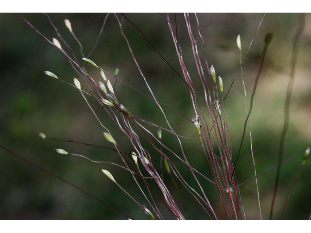 Digitaria cognata (Carolina crabgrass) #43985