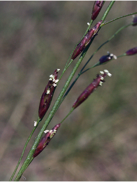 Tridens flavus (Purpletop tridens) #43986
