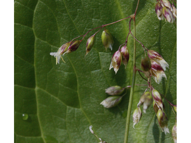 Hierochloe odorata (Sweetgrass) #44000