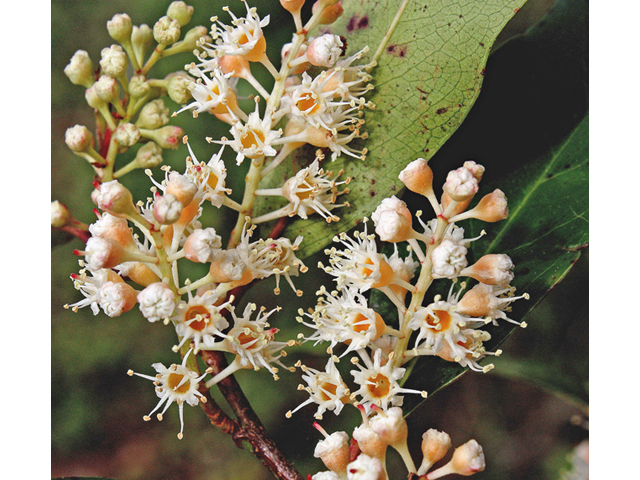 Prunus caroliniana (Carolina cherry-laurel) #44602